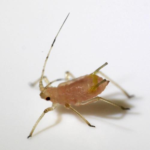Réf. 331 897 : Macrosiphum euphorbiae